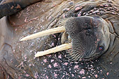 MAM 03 KH0048 01
Close-Up Of Walrus Resting On Piece Of Floating Ice Norway