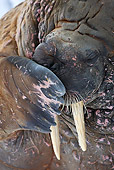 MAM 03 KH0049 01
Close-Up Of Walrus Resting On Piece Of Floating Ice Norway