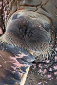 MAM 03 KH0050 01
Close-Up Of Walrus Resting On Piece Of Floating Ice Norway