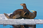 MAM 03 KH0051 01
Walrus Resting On Ice Svalbard