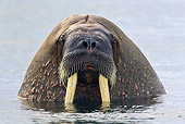 MAM 03 KH0052 01
Close-Up Of Walrus With Head Above Water Svalbard