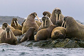 MAM 03 KH0053 01
Walruses Grouped On Rocky Island To Protect From Polar Bear Attacks Svalbard