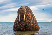 MAM 03 KH0054 01
Close-Up Of Walrus With Head Above Water Svalbard