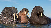 MAM 03 KH0055 01
Three Walruses With Heads Above Water Svalbard