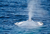 MAM 03 MC0002 01
Blue Whale Showing Blowhole In Sea Of Cortez Mexico
