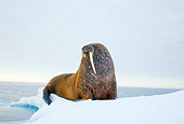 MAM 03 SK0004 01
Walrus Bull Sitting On Sea Ice