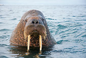 MAM 03 SK0005 01
Head Shot Of Walrus Bull Swimming
