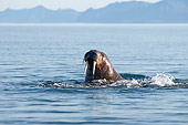 MAM 03 SK0006 01
Head Shot Of Walrus Bull Swimming