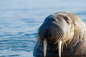 MAM 03 SK0007 01
Close-Up Head Shot Of Walrus Bull Swimming
