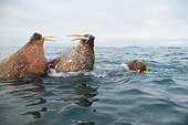 MAM 03 SK0008 01
Walrus Bulls Swimming And Fighting In Ocean