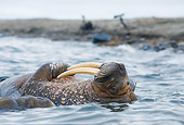 MAM 03 SK0009 01
Close-Up Of Walrus Bull Floating On Back