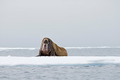 MAM 03 SK0010 01
Walrus Bull Sitting On Sea Ice