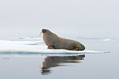 MAM 03 SK0011 01
Profile Of Walrus Bull Sitting On Sea Ice