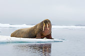 MAM 03 SK0012 01
Walrus Bull Sitting On Sea Ice