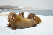 MAM 03 SK0013 01
Three Walrus Bulls Sitting On Sea Ice