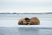 MAM 03 SK0014 01
Two Walrus Bulls Resting On Sea Ice
