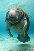 MAM 03 WF0001 01
West Indian Manatee Swimming In Clear Water Florida