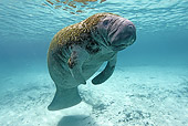 MAM 03 WF0002 01
West Indian Manatee Swimming In Clear Water Florida