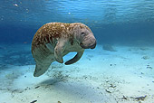 MAM 03 WF0003 01
West Indian Manatee Swimming In Clear Water Florida