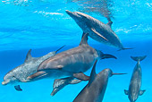 MAM 03 JM0001 01
School Of Spotted Dolphins Atlantic Ocean Bahamas