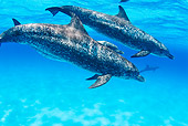 MAM 03 JM0002 01
School Of Spotted Dolphins Atlantic Ocean Bahamas