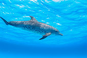 MAM 03 JM0003 01
Spotted Dolphin In Atlantic Ocean Bahamas
