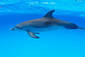 MAM 03 JM0004 01
Spotted Dolphin In Atlantic Ocean Bahamas