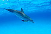 MAM 03 JM0005 01
Spotted Dolphin In Atlantic Ocean Bahamas