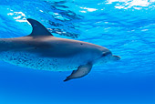 MAM 03 JM0006 01
Spotted Dolphin In Atlantic Ocean Bahamas