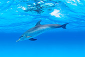 MAM 03 JM0007 01
Spotted Dolphin In Atlantic Ocean Bahamas