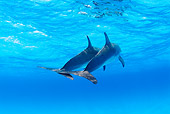 MAM 03 JM0008 01
Spotted Dolphins In Atlantic Ocean Bahamas