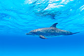 MAM 03 JM0009 01
Spotted Dolphin In Atlantic Ocean Bahamas