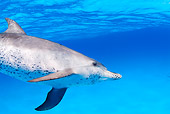 MAM 03 JM0010 01
Spotted Dolphin In Atlantic Ocean Bahamas