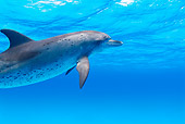 MAM 03 JM0011 01
Spotted Dolphin In Atlantic Ocean Bahamas