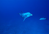 MAM 03 JM0012 01
Bottlenose Dolphin Roatan, Honduras