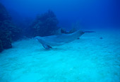 MAM 03 JM0013 01
Bottlenose Dolphin Roatan, Honduras