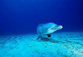 MAM 03 JM0015 01
Bottlenose Dolphin Roatan, Honduras