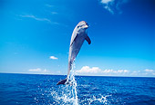 MAM 03 JM0017 01
Bottlenose Dolphin Jumping From Water Roatan, Honduras