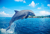 MAM 03 JM0020 01
Bottlenose Dolphin Jumping From Water Roatan, Honduras