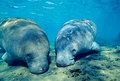 MAM 03 JM0024 01
West Indian Manatees Florida