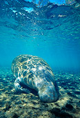 MAM 03 JM0025 01
West Indian Manatee 
Florida