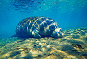 MAM 03 JM0026 01
West Indian Manatee 
Florida
