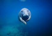 MAM 03 JM0027 01
West Indian Manatee 
Florida