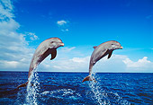 MAM 03 JM0029 01
Bottlenose Dolphins Leaping
Honduras