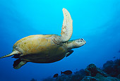 MAM 03 JM0030 01
Green Sea Turtle Malaysia