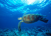 MAM 03 JM0031 01
Green Sea Turtle
Malaysia