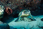 MAM 03 JM0032 01
Green Sea Turtle Malaysia