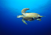 MAM 03 JM0033 01
Green Sea Turtle Malaysia