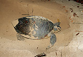 MAM 03 JM0034 01
Green Sea Turtle Nesting Indonesia