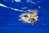MAM 03 JM0035 01
Baby Loggerhead Turtle Bahamas